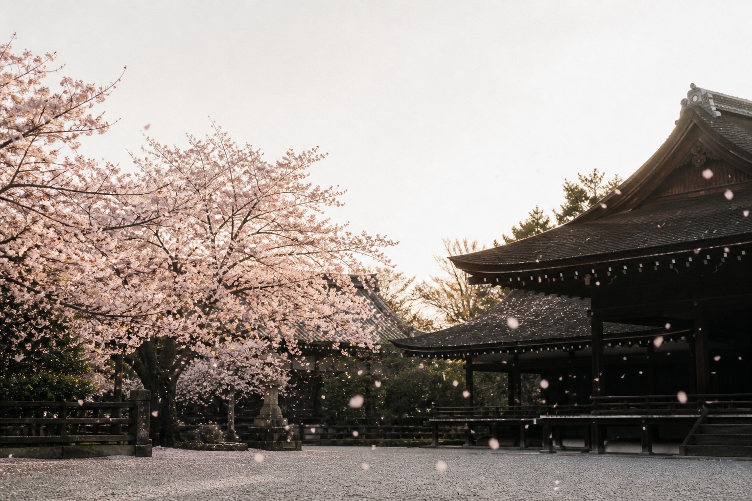Cherry blossom path in Kyoto